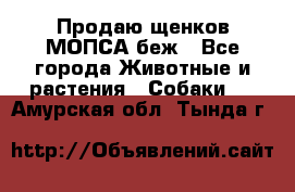 Продаю щенков МОПСА беж - Все города Животные и растения » Собаки   . Амурская обл.,Тында г.